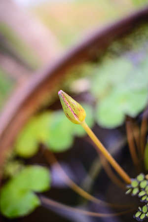 young lotus in morningの写真素材