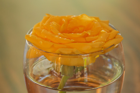 close up rose in a glassの写真素材