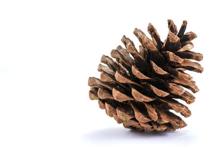 brown pine cone isolated on white backgroundの写真素材