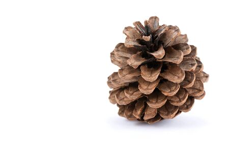 brown pine cone isolated on white background