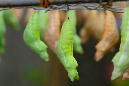 caterpillar in a cocoon before tranform little butterflyの写真素材