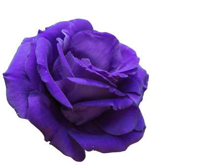 Purple rose on white background.の写真素材