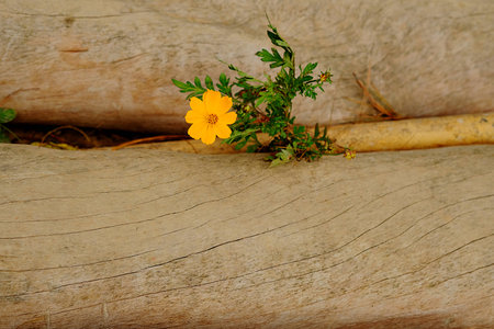 Yellow flower are growing between two driftwood.の写真素材