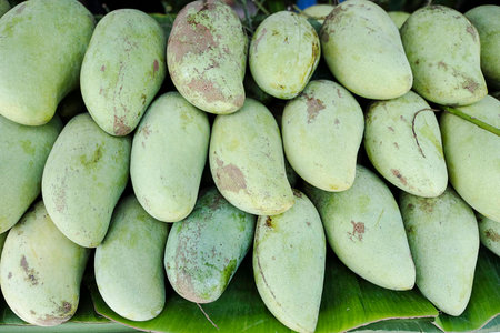 Green mango on wood table.の写真素材