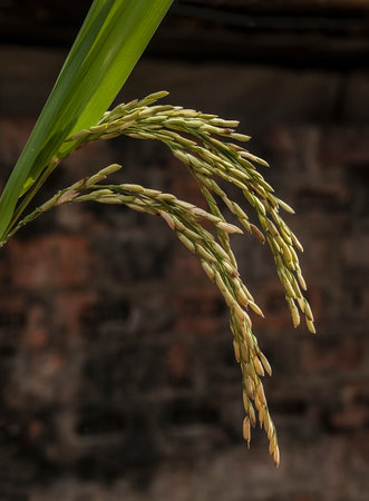 The Oryga Sativa-Asian rice cultivated in the agricultural field.の写真素材