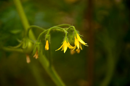 The yellow tomato flower blooming in the garden.の写真素材