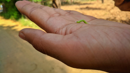 Close up beautiful green caterpillar. Beautiful caterpillar creeps on a man palm.の写真素材