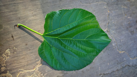 Close up under mulberry leaf on isolate lite brown background
