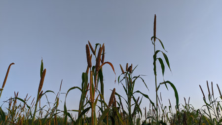 Millet plant Bud or sitta. Growing Bajra plant, blossom vegetative, tropical crop.