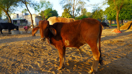 Innocent brown Calf staring at the camera in a rural farmland. Beautiful calf seeing for feeding. Domestic pets concept.の写真素材