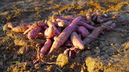 Pile of red purple Sweet potato or Ipomoea batatas fruit isolated on ground in the morning time. dicotyledonous plant that belongs to the bindweed or morning glory family, Convolvulaceae.の写真素材