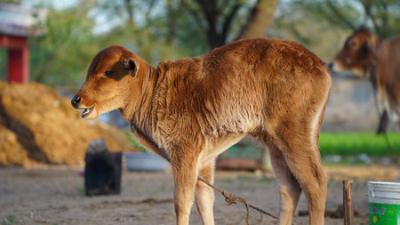 Attractive view of little Brown calf or Jursey cow kid. Morning time, Shivering cow calf view from...