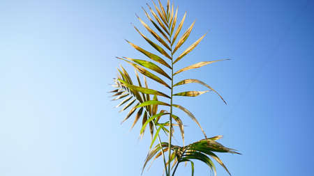 Tropical palm tree leaves with light blue sky background. Palm leaves uses mostly Palm Thatch Roofs.の写真素材
