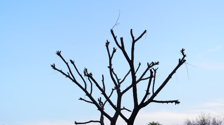 Naked tree of Acacia or Babool with blue sky nature background. Attractive tree without leaves and...