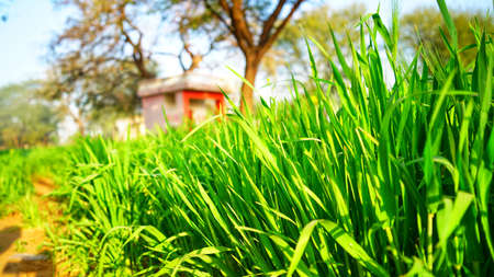Side view shot of Green Barley or Jau leaves. Stem extension stage of Barley crop closeup. Winter season, blooming plants.の写真素材