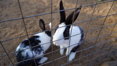 Domestic white black spotted Indian rabbit in the iron fence. Cute furry rabbit walking in fence.の写真素材