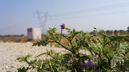 Organic herbs or medicinal plants growing naturally in mountains. Sharp thrones green plant in desert area.の写真素材