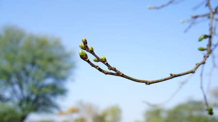 New fresh budding Mulberry or Shatoot plant branch. Beautiful new plumule and radicle with green...