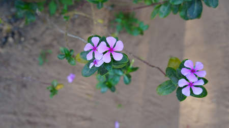 Madagascar Periwinkle or Sadabahar flower in winter season. Five petal pink flower blooming with...