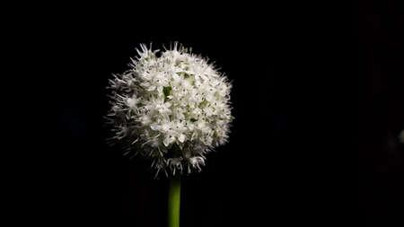 Natal flower of Onion. Blooming natal pods with beautiful seed. Edible organic herb plant with white flower closeup. Night shot.の写真素材