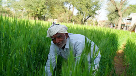 24 February 2021-Khatoo, Jaipur, India. Agriculture field shot with a farmer. Indian peasant hand...