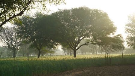 Adverse effect on agriculture sector in India. Desolate barren field without crops due to New farm bill 2020. Farmer protest in India.の写真素材