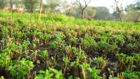 Blooming flower nods of Alfalfa plants after first harvesting. Medicago sativa in bloom in winter sunny day.の写真素材