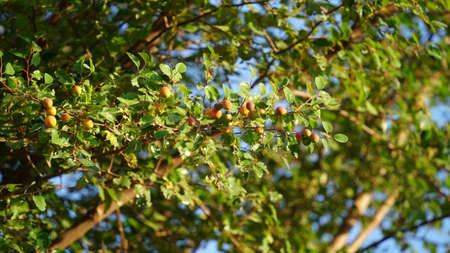 Tropical fruit plant of Indian Plum or Chinese date with attractive shrub fruits. Shrub fruits with...