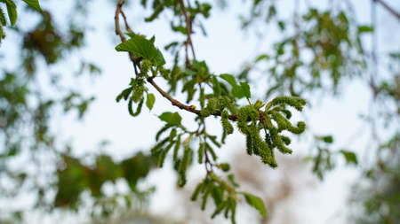 Closeup shot of Mulberry or Morus branches free in air. Shatoot plant flowers with blurred background. Delicious sour tasty fruits closeup.の写真素材
