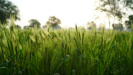 Nutrient plants of Wheat or Rye with green leaves. Plants ready to ripe. Triticum flowers in ripen stage in crop cycle.の写真素材