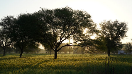 Wheat field at sunrise. Illuminating sunlight or sunbeams on green landscape in the morning time. Sunrise closeup.の写真素材