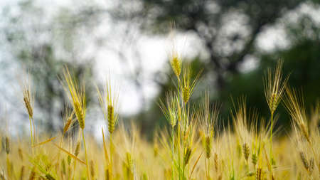 Selective focus on spikelets of wheat ears. Green pearl ears of Wheat with yellow color and ready to ripe. Indian agriculture industry concept.の写真素材