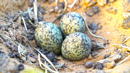 Eggs of North American womb type of Plover in camouflaged nest. Nest with Three eggs Vanellus spinosus, with pebbles.の写真素材
