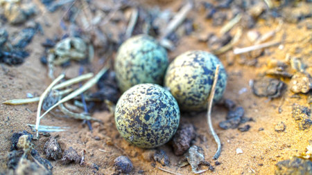 Vanellus spinosus or Plover bird with attractive eggs. Egg maturing in natural nest. Three eggs closeup.の写真素材