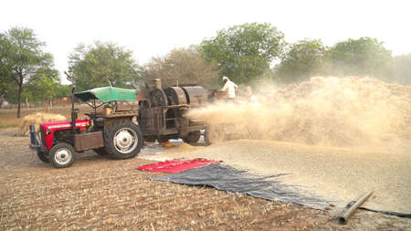 08 April 2021- Akhepura, Sikar, India. Husk of Wheat or Rye blowing with a thresher machine in a...