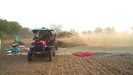 08 April 2021- Akhepura, Sikar, India. Tractor working with thresher machine in field. Farmers separating straw husk from grains.のeditorial素材