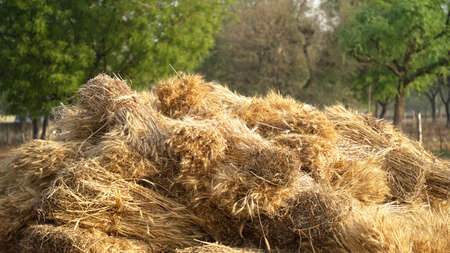 Piles heap of the Wheat or Rye bundles with golden yellow color. Rye bundles ready to threshing.