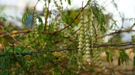 Flowering buds legumes of Arabia Gum or Acacia tree with green leaves. Tropical plant Babool with budding flower nods.の写真素材