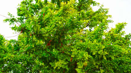 Desert ripen fruits of Aegle marmelos or Bilva hanging on branches. Fresh fruit of Bilva in autumn...