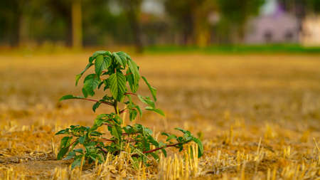 Empty cropped wheat field with a single forgotten unidentified plants.の写真素材
