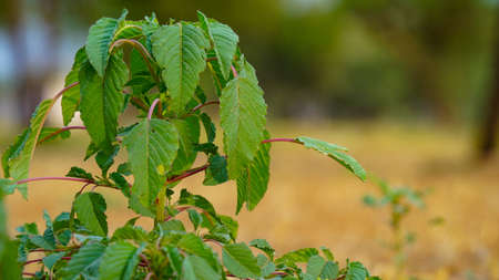 Beautiful shot of lonely plant in dry land. Empty cropped wheat field with a single forgotten unidentified plants.の写真素材