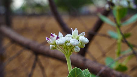 Morning shot, close up image of Aak (Calotropis gigantea) tree having flower, buds and leavesの写真素材