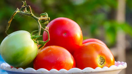 Harvest vegetables. Tomato on the table. Vitamin healthy food. Red and green cherry tomatoes bowl front view.の写真素材