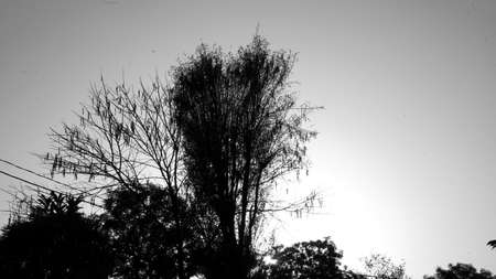 Black and white shot, Yellow sunset tree. Tree silhouette sunset. Sunset sky landscape. Tree sunset silhouettesの写真素材