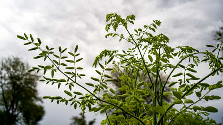 Selective focus, Drumstick or Moringa or sahjan leaves in nature light, alternative medicine plant.の写真素材