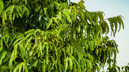 Newly growing leaves of Polyalthia longifolia or Ashoka tree. Close up of Green color leaves of Ashoka Tree.の写真素材