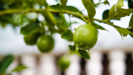 Very large lemon,Droplet on lemon in the garden,Flower and fruit of a rich lemon,Beautiful and fresh...