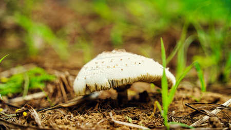 Shot of mushrooms growing on a mossy log in the forest. Selectively focused on the closest edges of the mushrooms and backlit by the sun.の写真素材