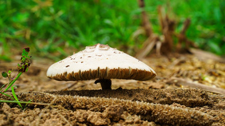 Wet mushroom, combined with environmental conditions. To make the mushrooms and mosses thrive.の写真素材