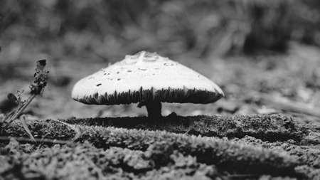 Shot of mushrooms growing on a mossy log in the forest. Selectively focused on the closest edges of the mushrooms and backlit by the sun.の写真素材